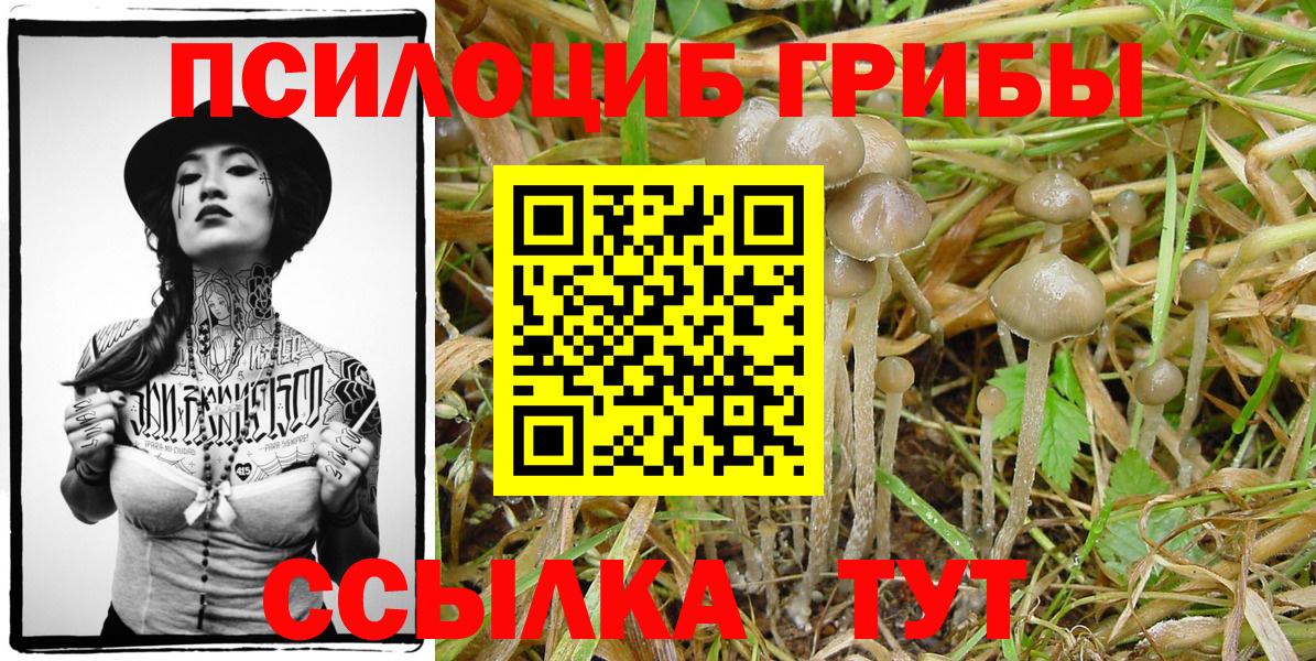 Галлюциногенные грибы Psilocybine cubensis Берёзовский